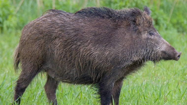 Европейский дикий кабан