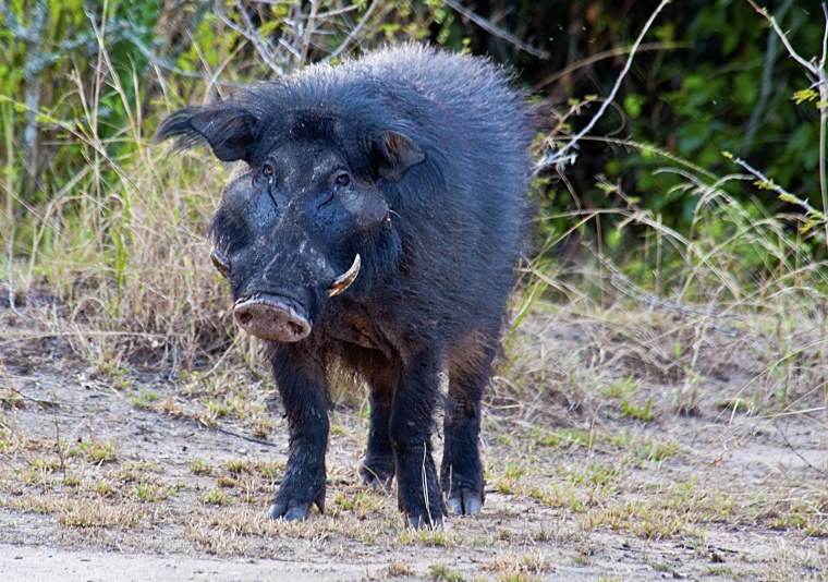 Дикий кабан секач Лесной