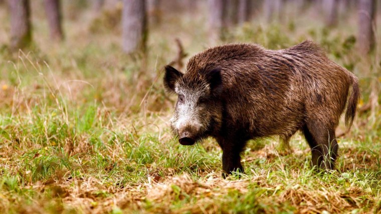 Дикий кабан секач Вепрь