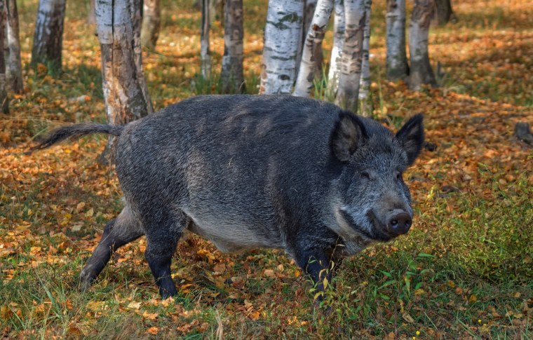 Кабан осень