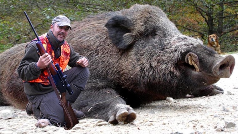 Дикий кабан секач