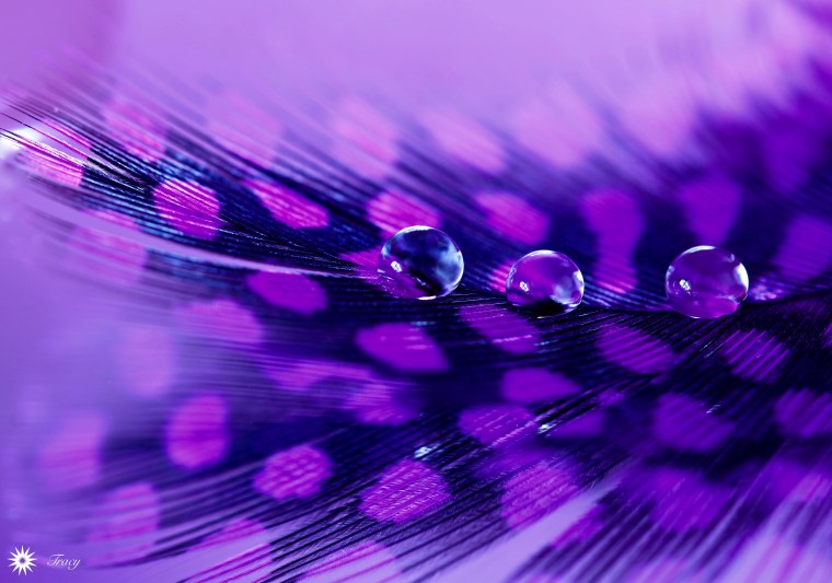 Фиолетовые капли