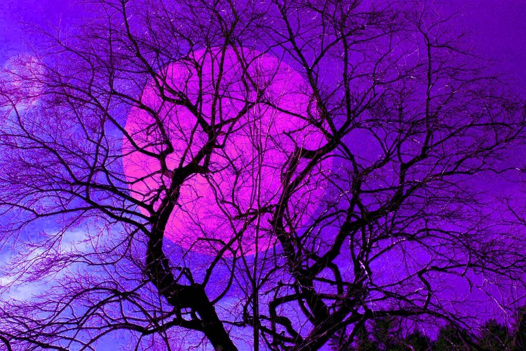 Сиреневая природа