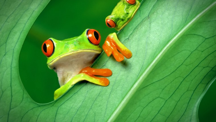 Красивые обои с лягушками