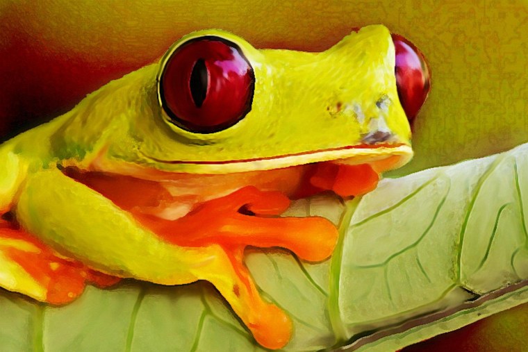 Древесная лягушка арт