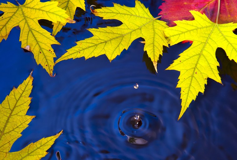 Листья на воде