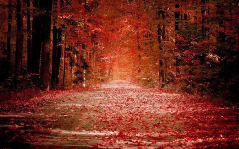 Лес с красными листьями