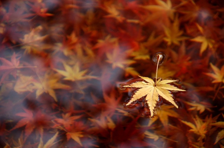 Осенний фон