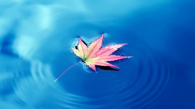 Листья на воде