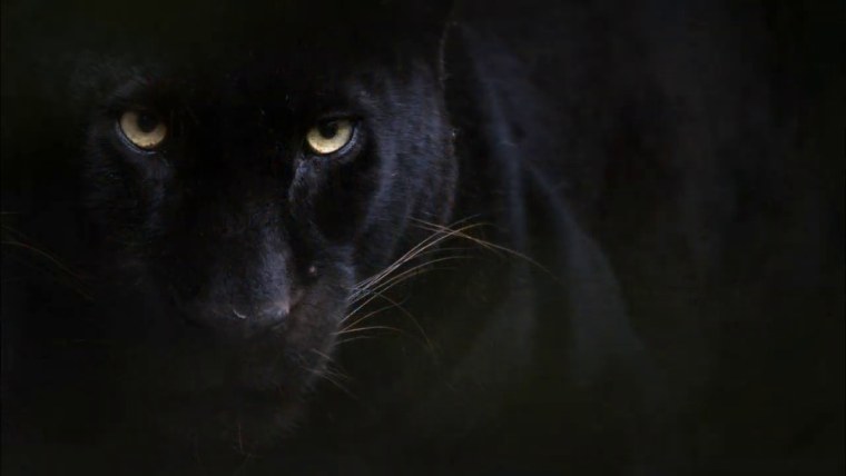 Черная пантера ночью