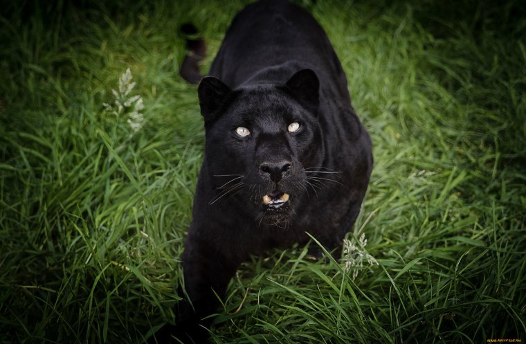 Пантера картинки