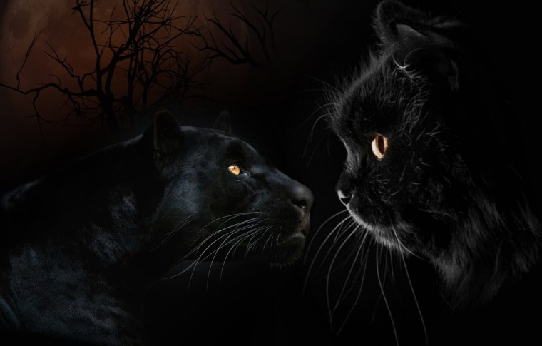 Обои на телефон пантера