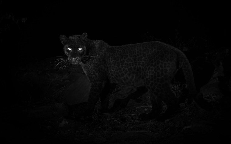 Черный леопард