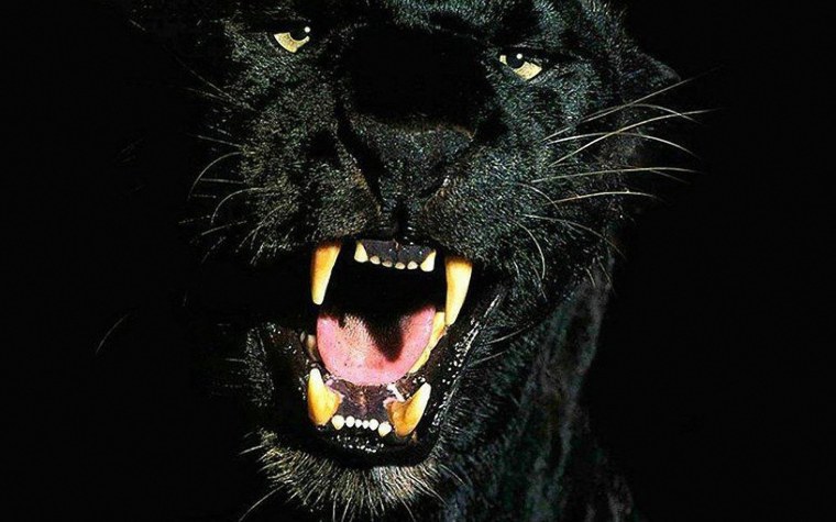 Тигр меланист