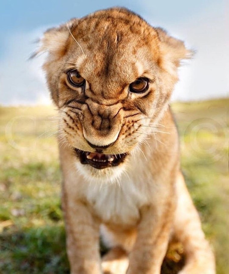 Морды животных