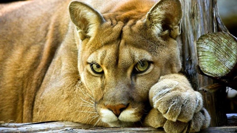 Животные Флоридская Пума