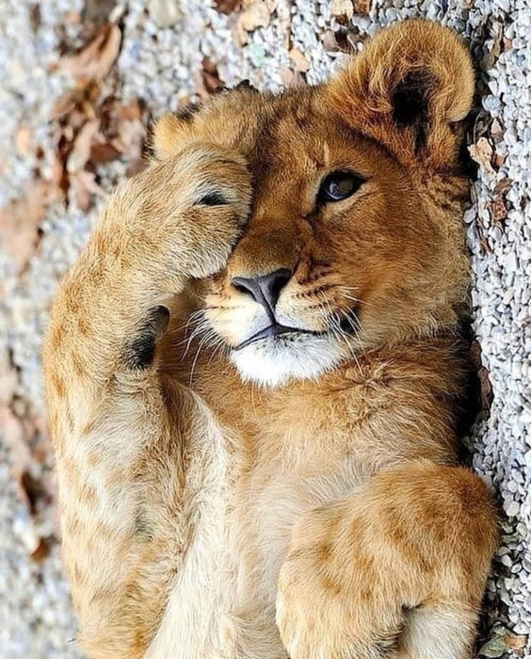 Милые львята