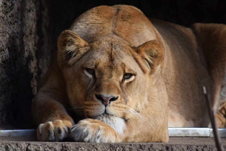 Печальная львица