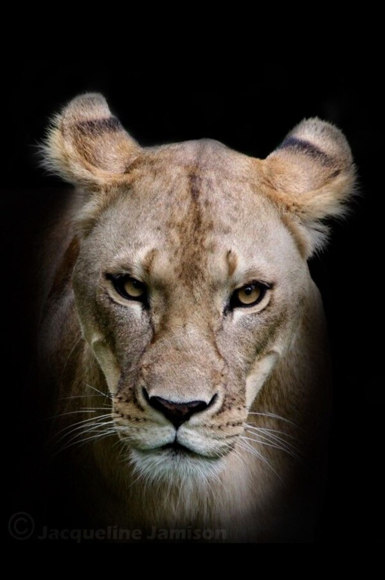 Красивый Лев на заставку телефона