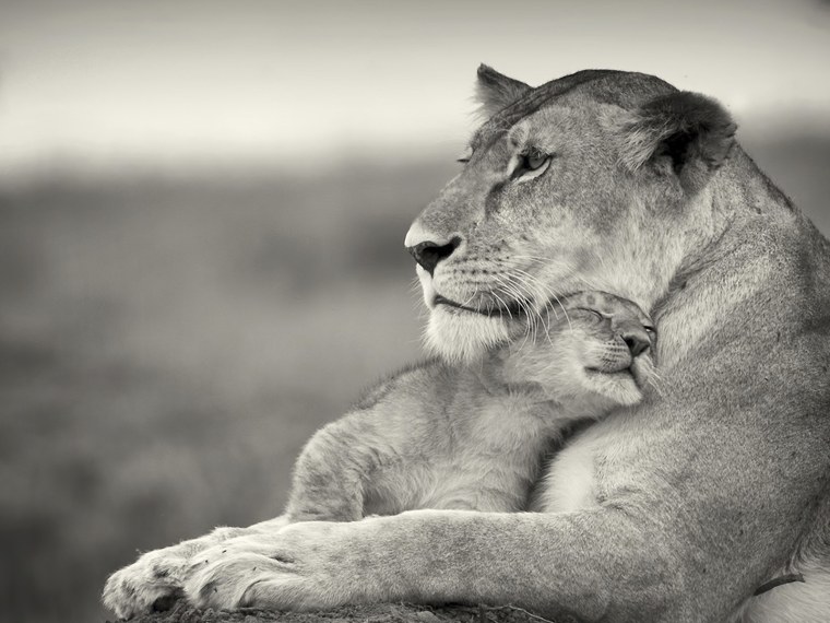 Львы семья черно белые