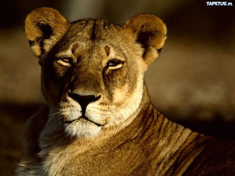 Взгляд львицы