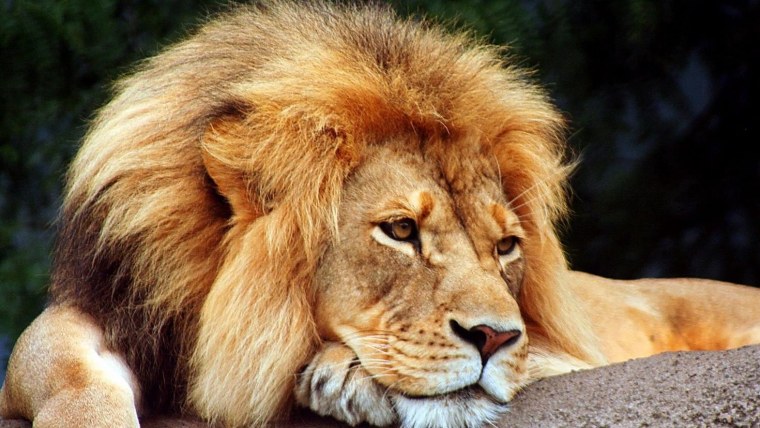 Пантера с короной