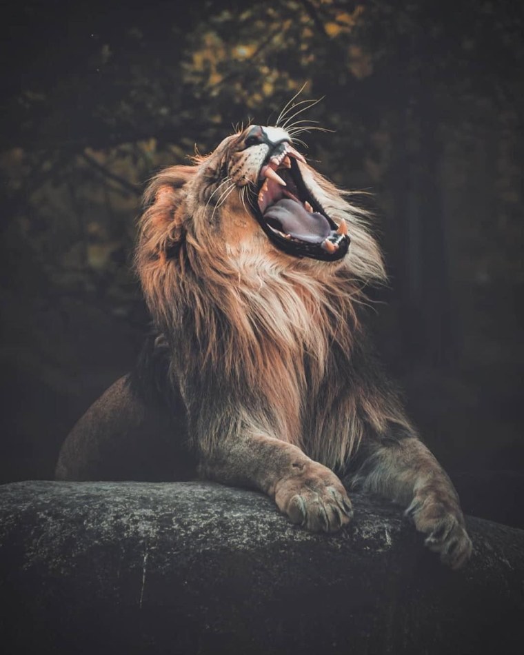 Морда львицы