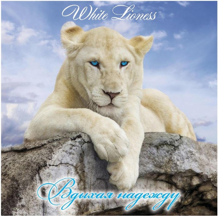 Красивая белая львица