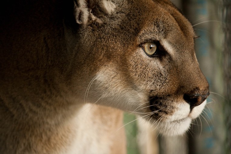 Семья Львов красивые живые