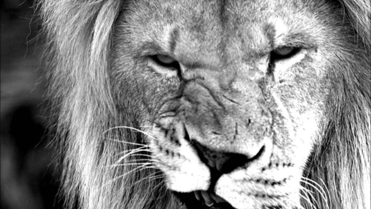 Лев и львица любовь