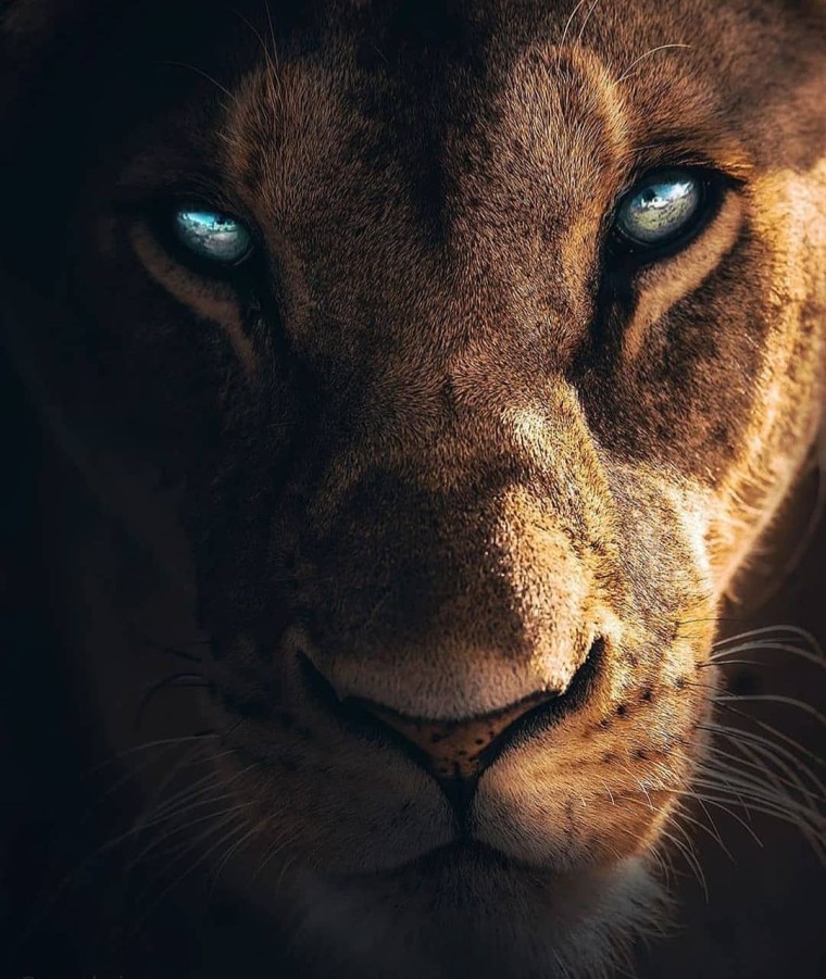 Лев и львица любовь