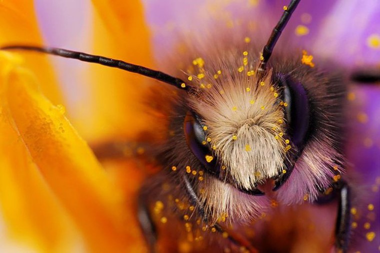 Пчела Макросъемка