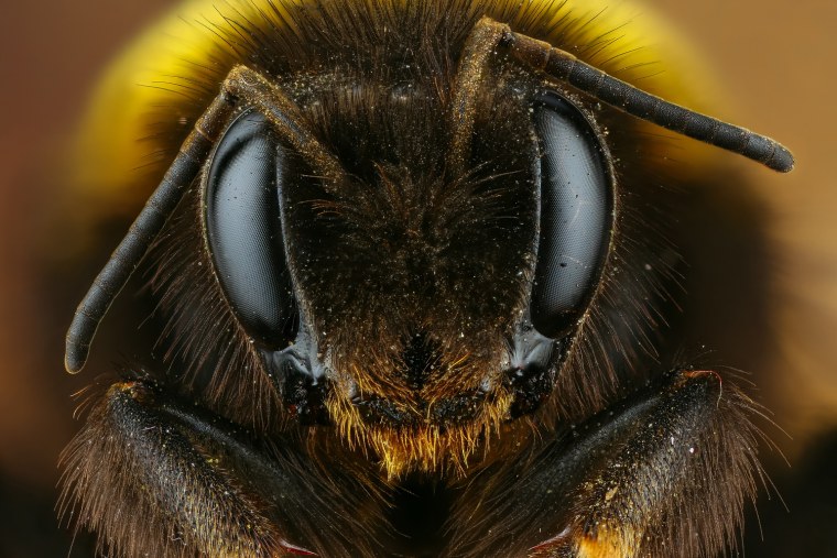 Шмелиный хоботок