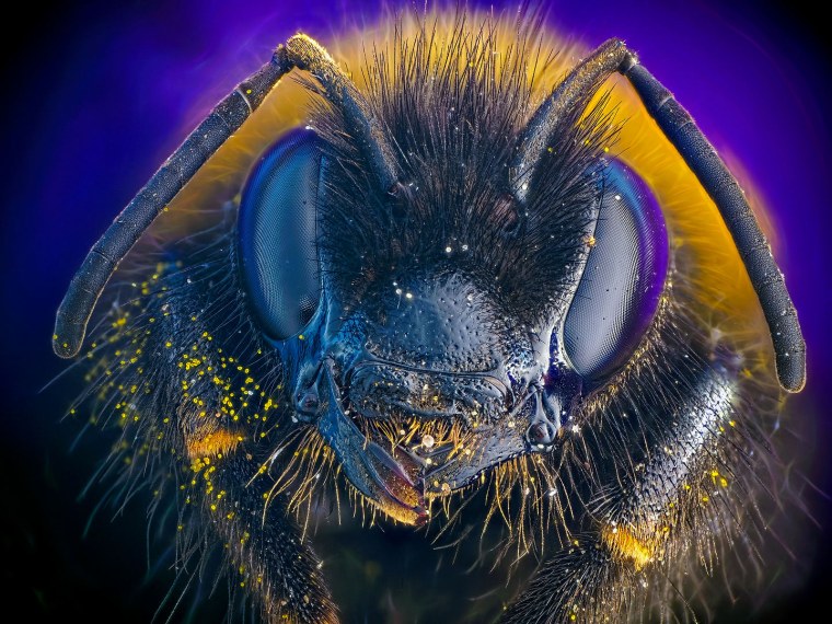 Фасеточные глаза майского жука