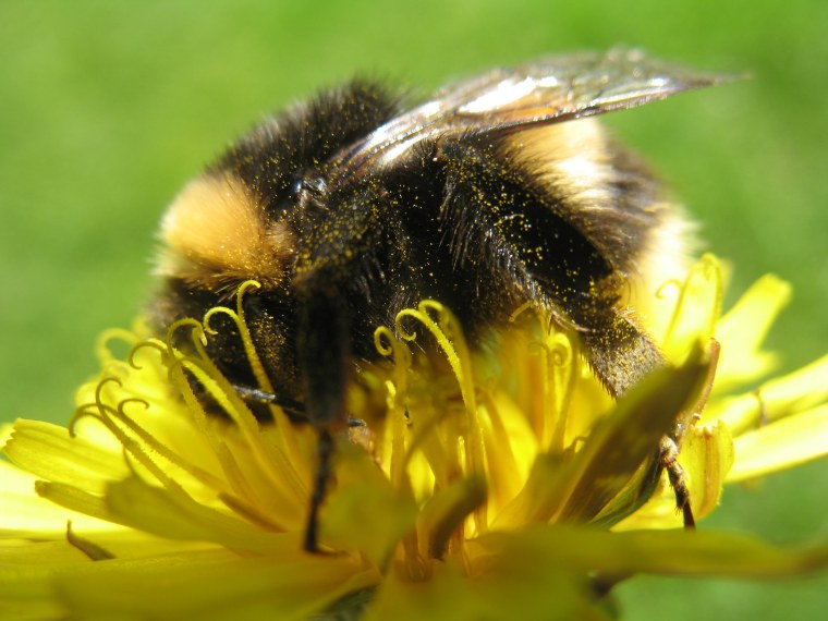 Шмель макро