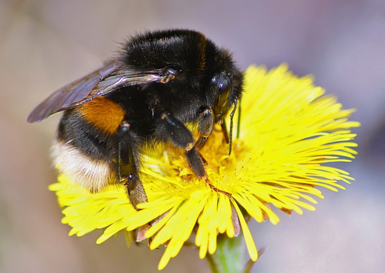 Пушистая Пчелка