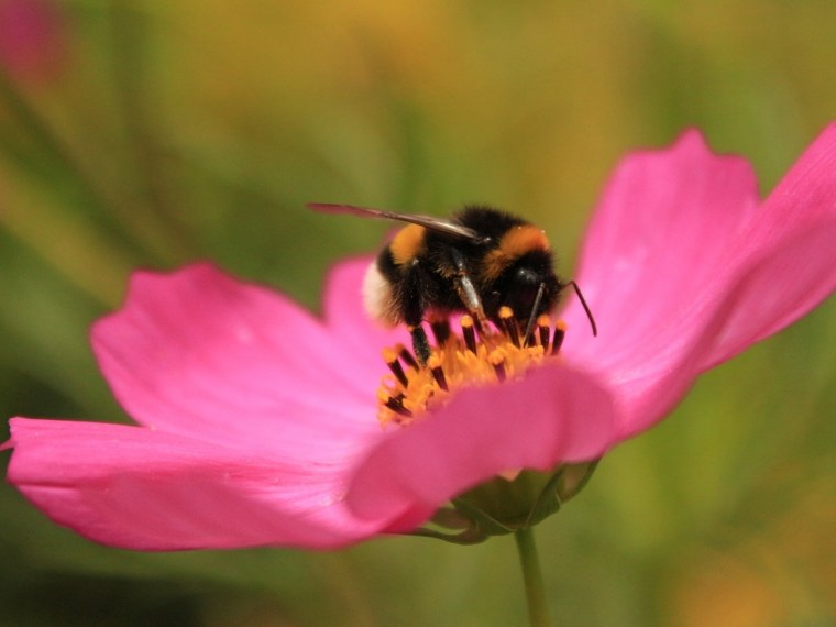 Шмели на цветах