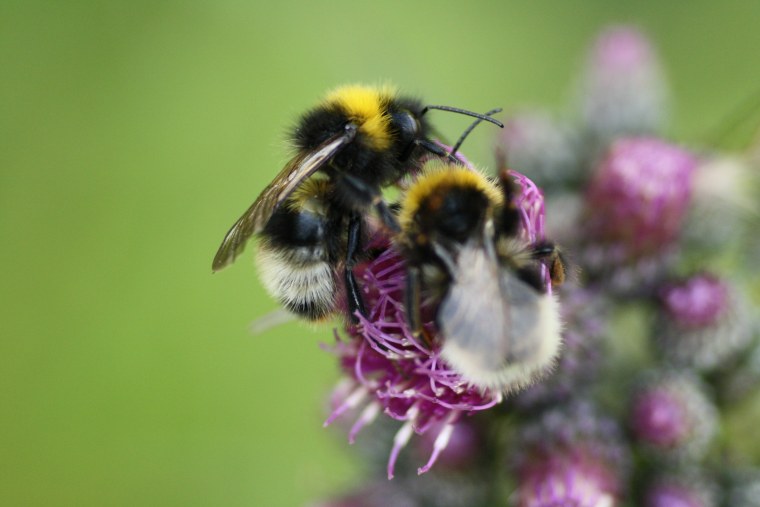 Bumblebee nature Шмель