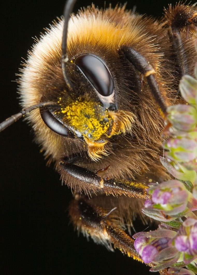 Медоносная пчела