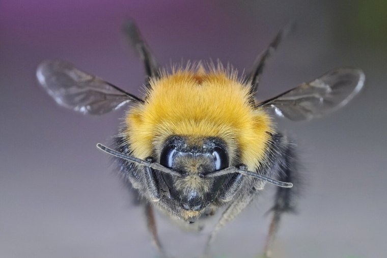 Степной Шмель Bombus fragrans