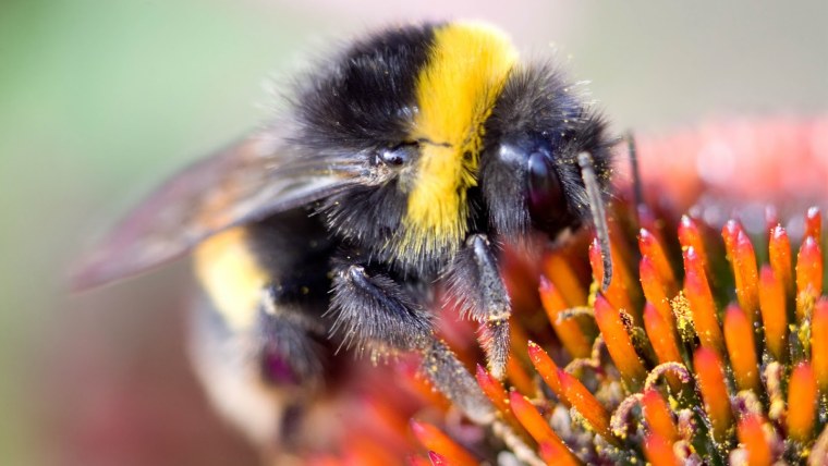 Шмель энтомология