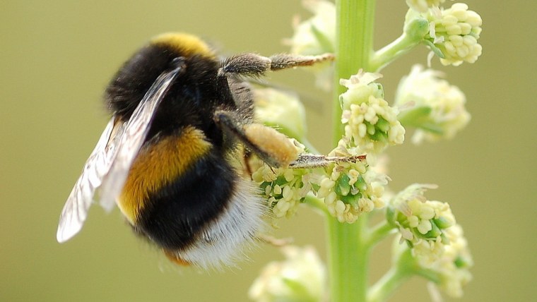 Bumblebee Шмель