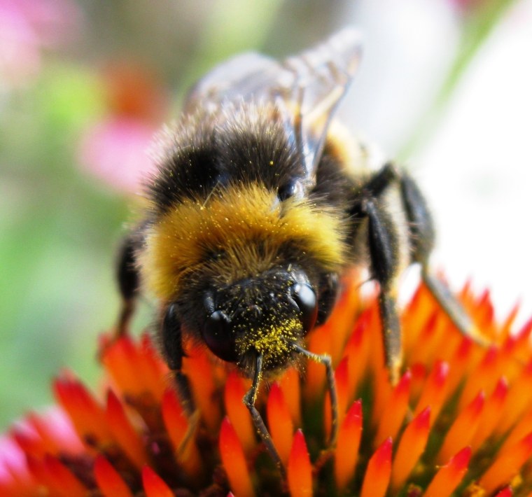 Шмель с нектаром
