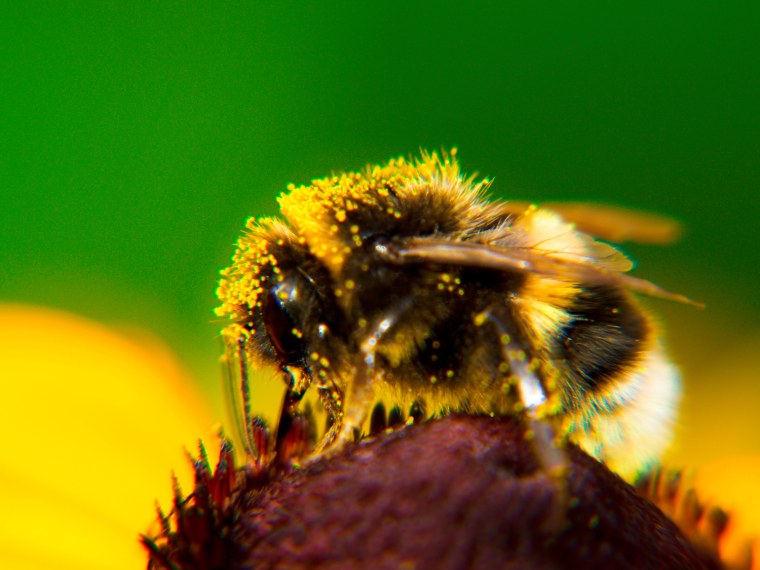 Лето цветы Шмель