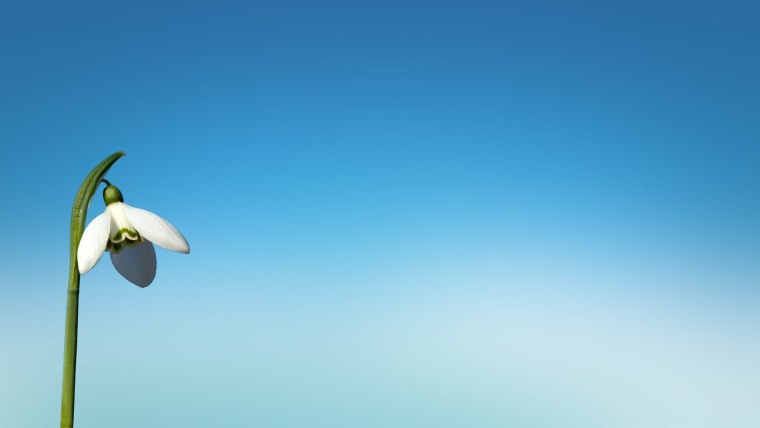 Подснежники фон