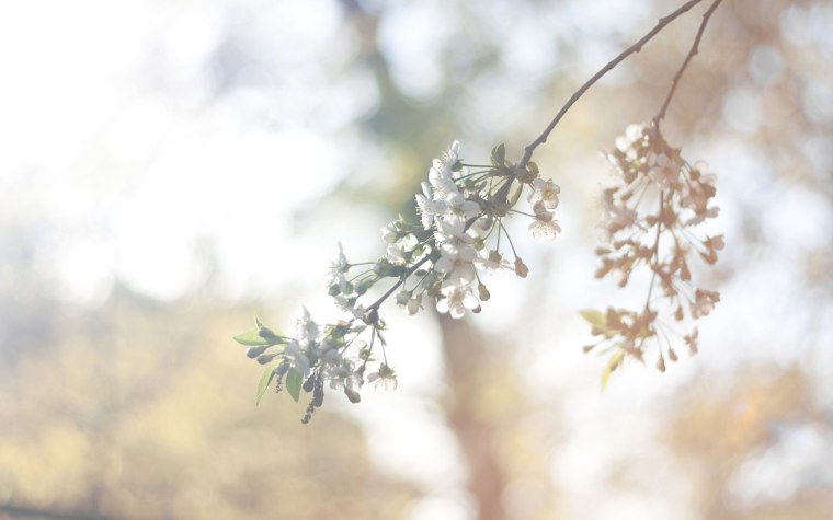 Весенние цветы Минимализм