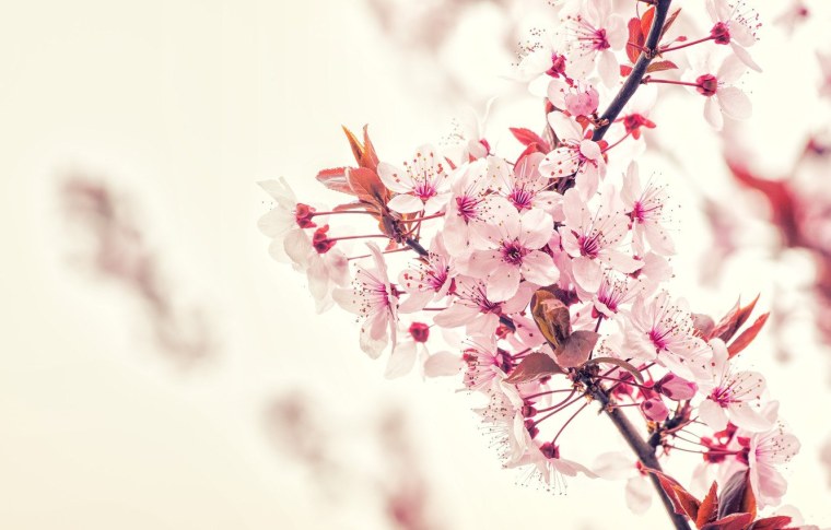 Ветка Сакуры на столе