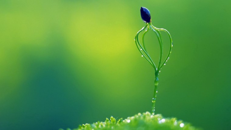 Росток Грин аммиачная