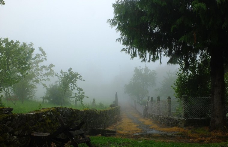 Лес после дождя туман