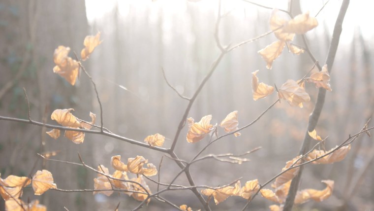 Поздняя осень Эстетика